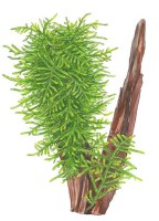 Taxiphyllum Spiky 2